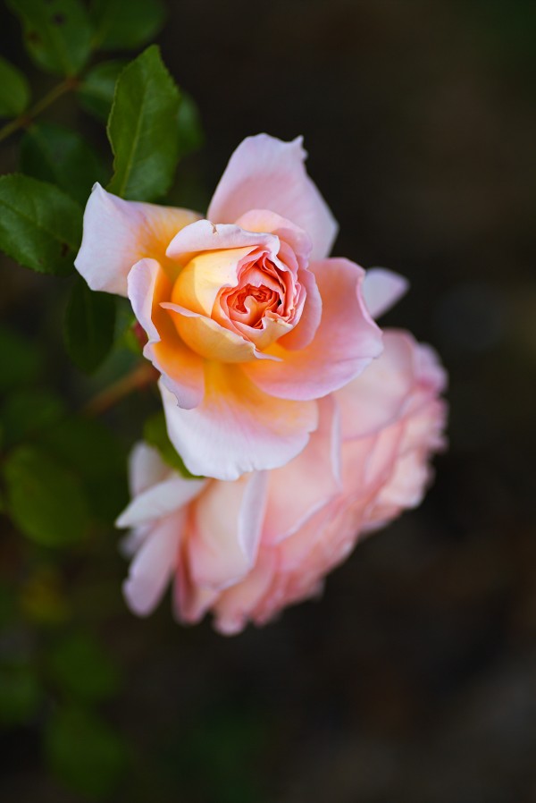 Loving Pair Roses by Joy Watson